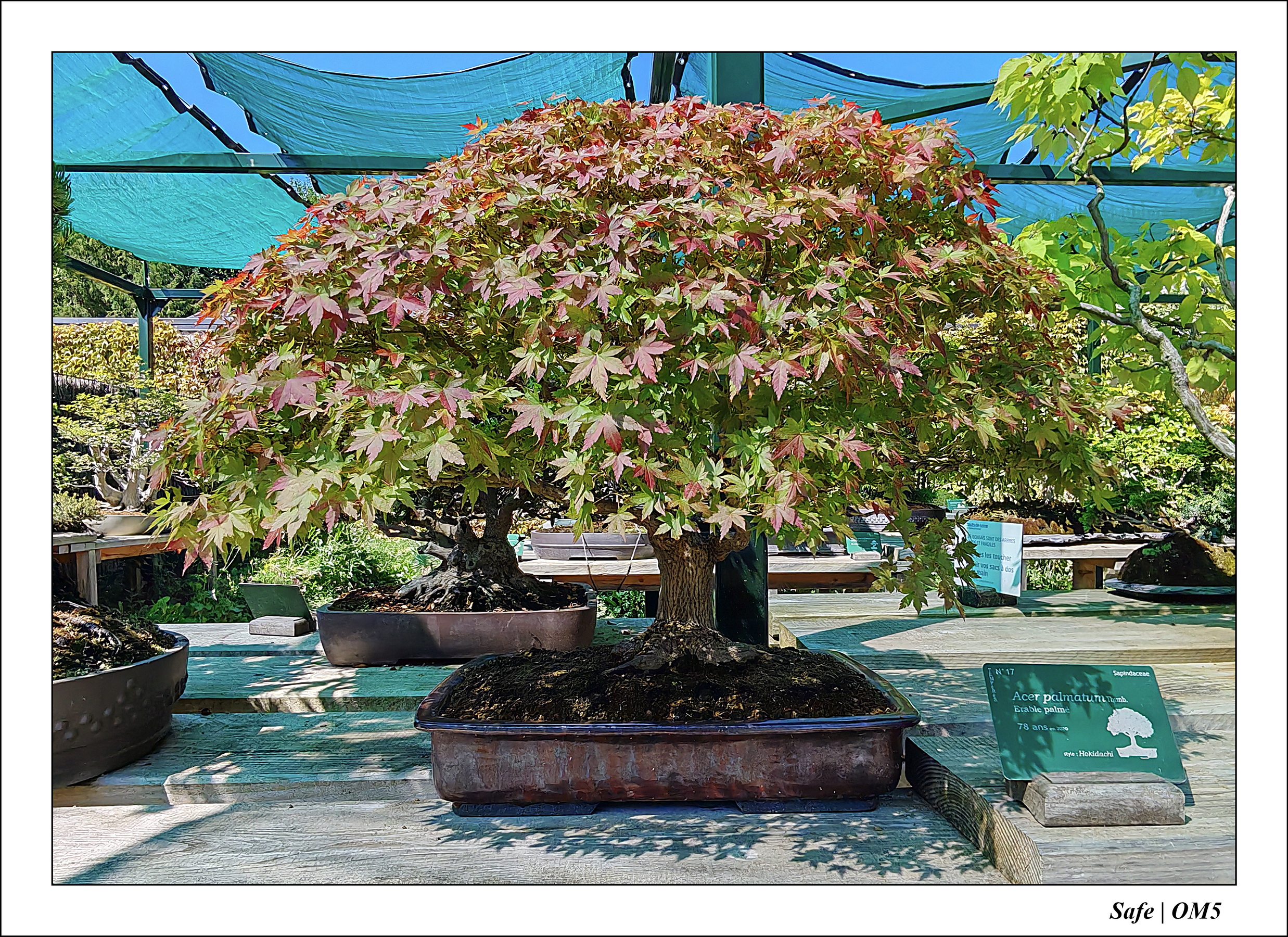 2025 - 08 - Vallée des loups - 03